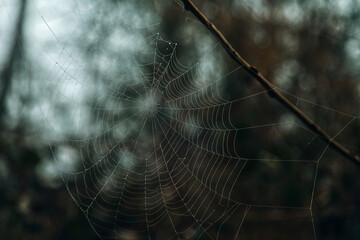 Spinnennetz mit Tautropfen auf einem Zweig mit Knospen. Braunes weiches Bokeh. Makro-Nahaufnahme.