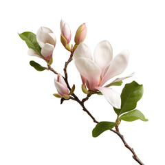 Naklejka na ściany i meble magnolia isolated on transparent background, png