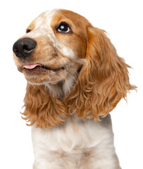 Close-up muzzle of cute Cocker Spaniel dog looking upward with tongue sticking out isolated over white background. Concept of movement, pet love, animal life, domestic animals. Looks happy, graceful.