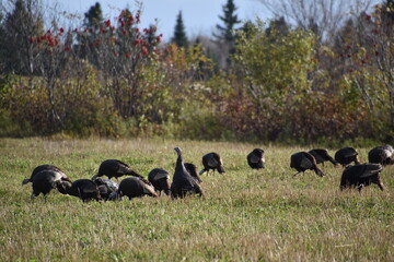 Wild turkeys in a field, Sainte-Apolline, Québec, Canada