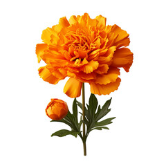 marigold isolated on transparent background, png