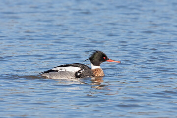 A Male Red-breasted Merganser Swimming