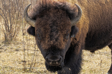 Portrait of a Buffalo Looking at the Photographer