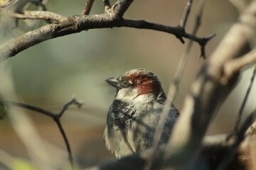 Sparrow in Branches
