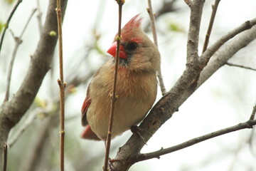 Northern Cardinal Branches