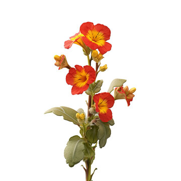 mimulus isolated on transparent background, png