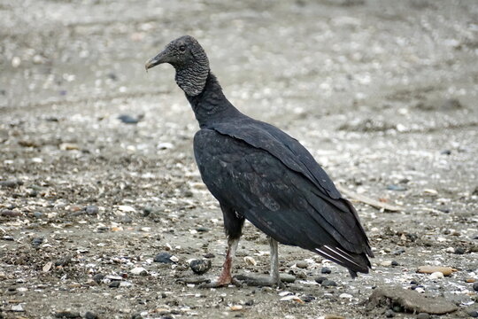 Black vulture (Coragyps atratus) on the beach in Las Penas, Ecuador