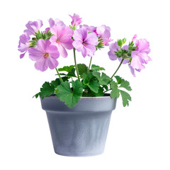 Pink geranium in a pot. Isolated on transparent background.