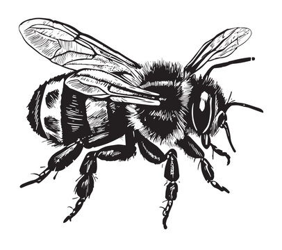 Honey bee vintage vector drawing. Hand drawn