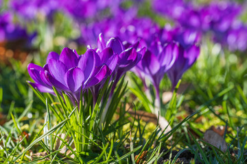 Close-up of purple blooming crocuses in the park of Wiesbaden