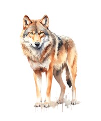 Naklejka na ściany i meble Watercolor illustration of a gray wolf isolated on white background.