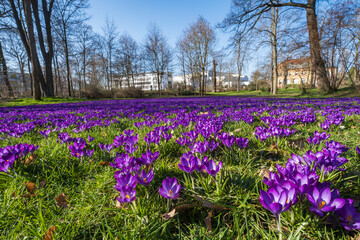 A meadow full of purple-flowering crocuses in the park of Wiesbaden