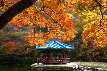 a traditional Korean pavilion below the autumn maple tree