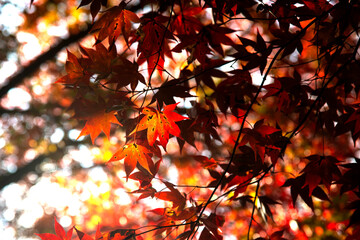 View of the maple trees and leaves in autumn