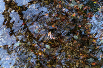 Fallen maple leaves in the water in autumn