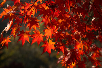 View of the maple trees and leaves in autumn