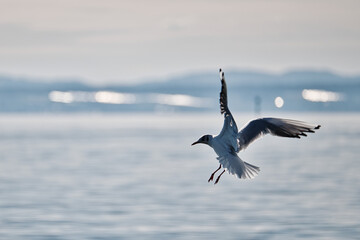 Ein Vogel, Wasservogel, Möwe im flug. Ausgebreitete Flügel und Füße. Wasser im Hintergrund. Copyspace