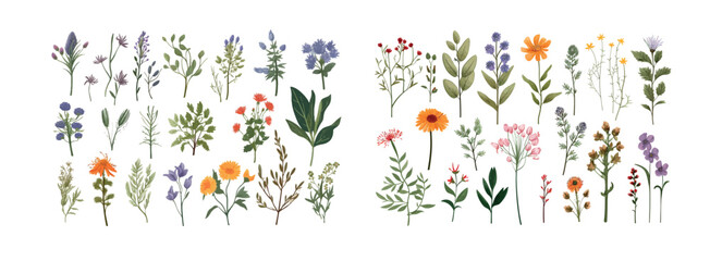 A Diverse Collection of Hand-Drawn Wildflowers Featuring Various Species and Colors, Ideal for Educational and Decorative - obrazy, fototapety, plakaty