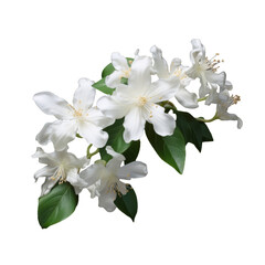 night blooming jasmine isolated on transparent background, png