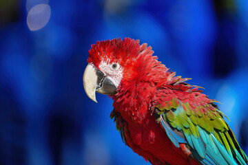 greenwing macaw  free flying parrot