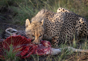 cheetah in the grass