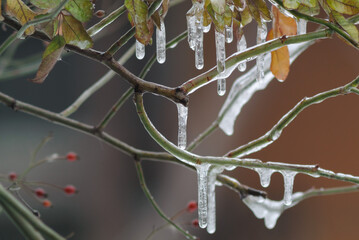 branches and leaves of the bush covered with ice and icicles - Powered by Adobe