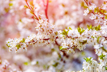 Cherry blossom branch in the garden in spring
