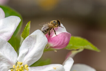 A bee sitting on an apple blossom.