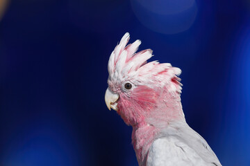 Galah Cockatoo Parrot headshot