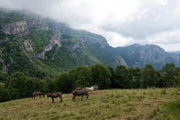 Naklejka premium Italien - Lombardei - Lecco - Pizzo d'Erna - Esel am Wanderweg