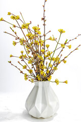 Blooming dogwood branches on a white background. Young leaves and flowers from garden