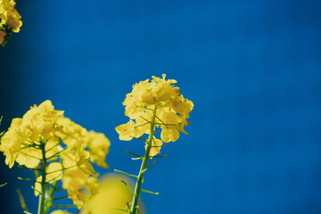 日本庭園に咲く美しい菜の花とウグイス