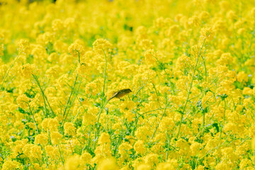 日本庭園に咲く美しい菜の花とウグイス