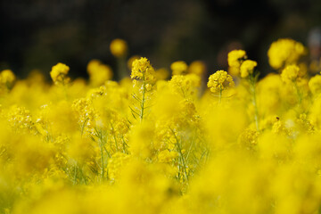 日本庭園に咲く美しい菜の花とウグイス