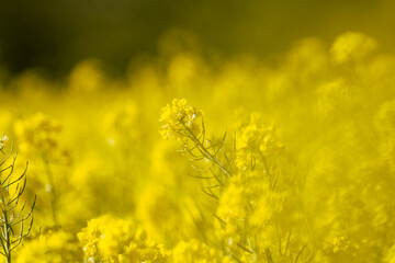 日本庭園に咲く美しい菜の花とウグイス