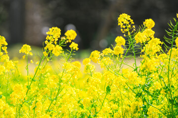 日本庭園に咲く美しい菜の花とウグイス