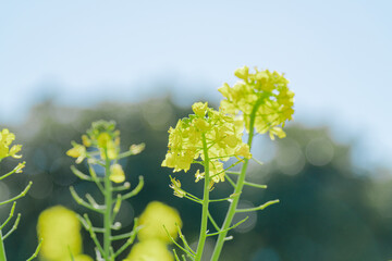 日本庭園に咲く美しい菜の花とウグイス