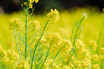 日本庭園に咲く美しい菜の花とウグイス