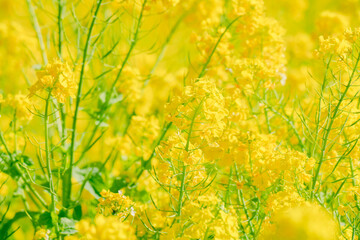 日本庭園に咲く美しい菜の花とウグイス