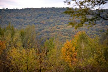 A beautiful autumn landscape with a huge colorful forest. Astonishing view into the woods colored in golden and yellow during fall season