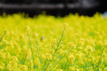 日本庭園に咲く美しい菜の花とウグイス