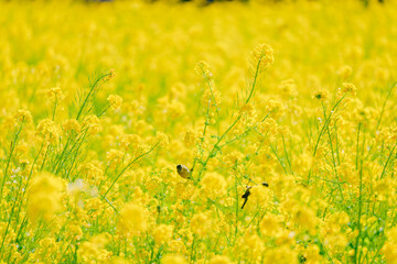 Obraz premium 日本庭園に咲く美しい菜の花とウグイス