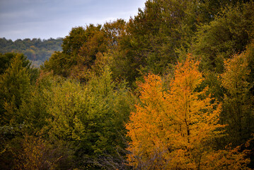 A beautiful autumn landscape with a huge colorful forest. Astonishing view into the woods colored in golden and yellow during fall season