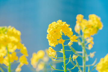 日本庭園に咲く美しい菜の花とウグイス