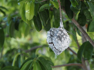 One soursop guanabana fruit rotting on tree. Copy space. 