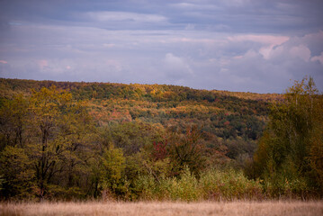 Fototapeta premium A beautiful autumn landscape with a huge colorful forest. Astonishing view into the woods colored in golden and yellow during fall season
