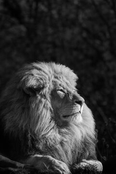 fauler L&ouml;we im Tierpark Hellabrunn
