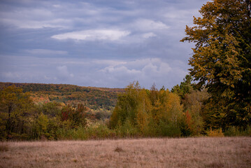 A beautiful autumn landscape with a huge colorful forest. Astonishing view into the woods colored in golden and yellow during fall season