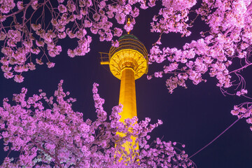 Daegu landmark and cherry blossom trees in spring.This area is a popular cherry blossom viewing...