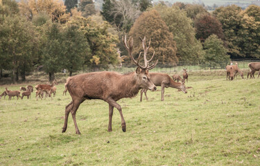 Deer stag in the autumn field in Ashton Court Estate, Bristol, UK. Beautiful animal in the nature habitat.